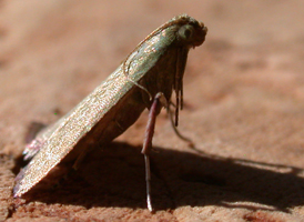 Olive Arta